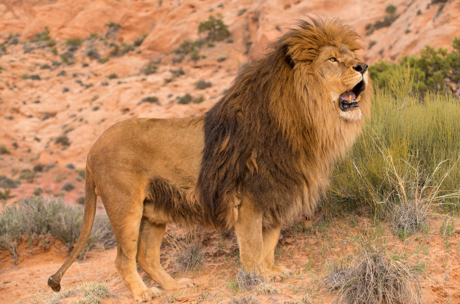 Will the Lions roar in August?
