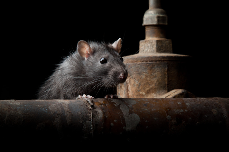 Rats