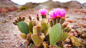 The Prickly Flowers of May